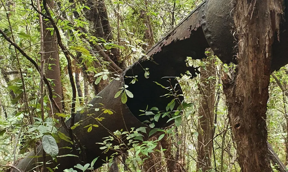 Wharekirauponga Track, Waikato