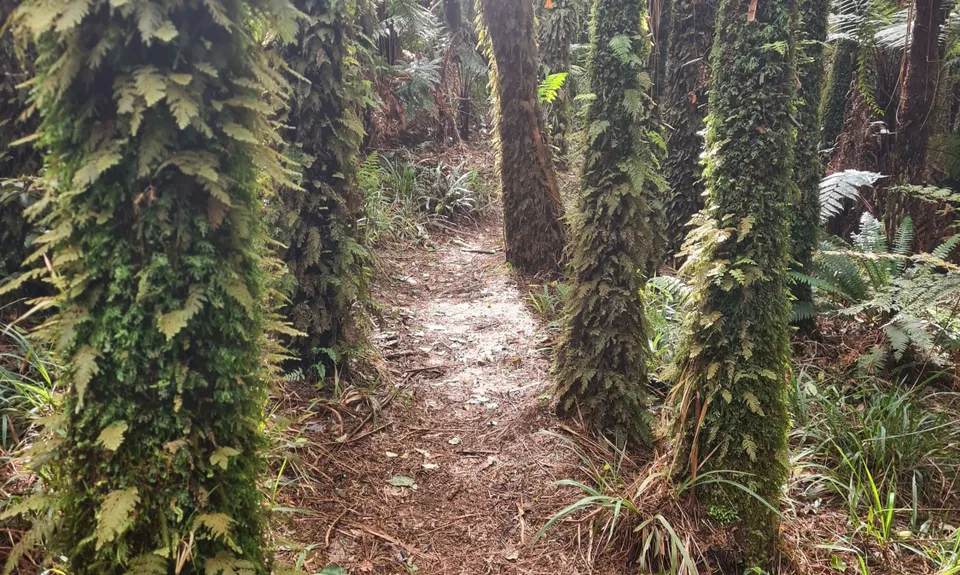 Henderson Tramline - Kaimai , Bay of Plenty