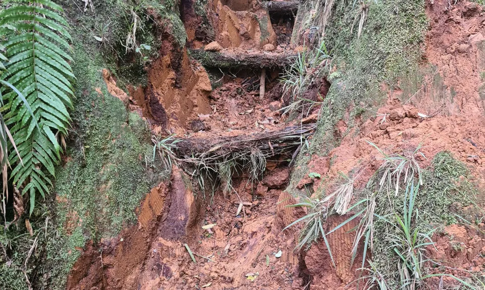 Henderson Tramline - Kaimai , Bay of Plenty