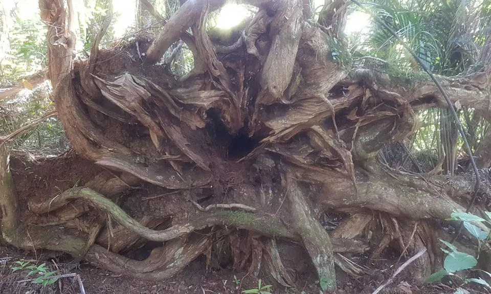 Mt Tamahunga, Auckland