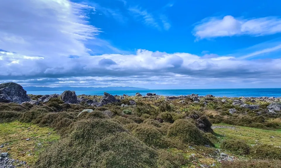 Mukamuka Munter, Wellington