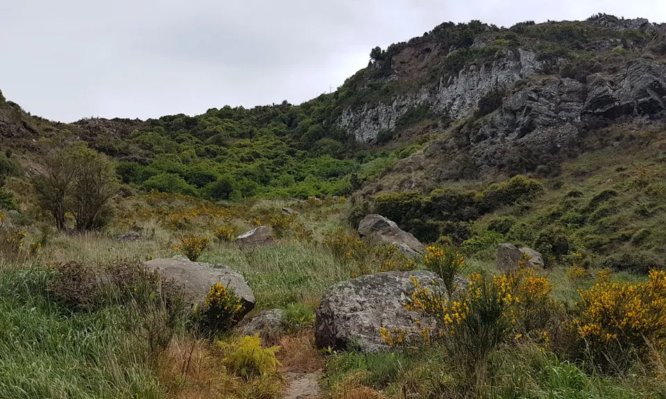 Tauhinu-Korokio TKO, Canterbury