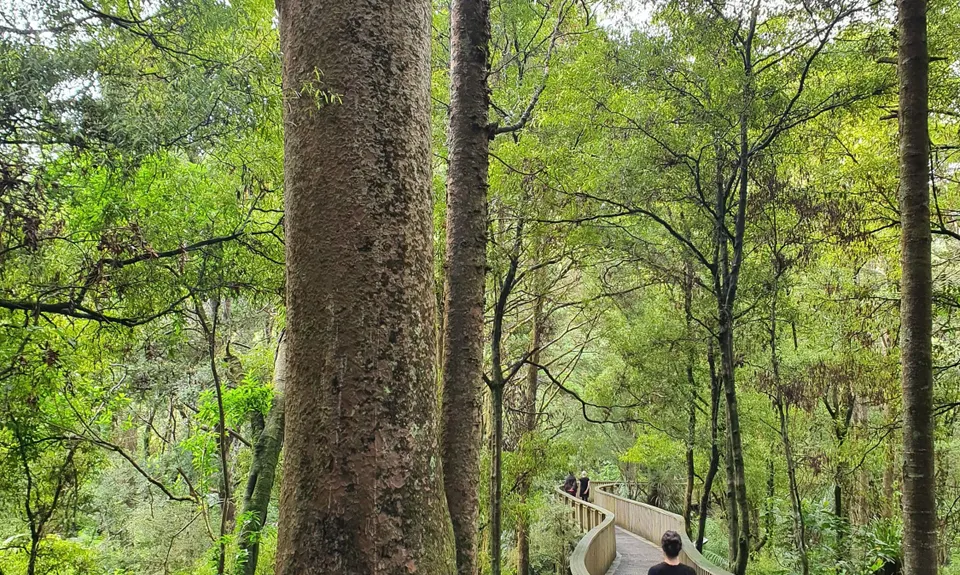 Waterfalls & Kauri!, Northland