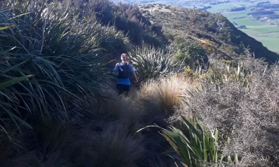 Croydon Bush - Richardson loop, Southland