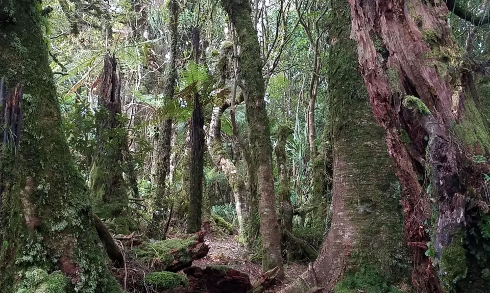 Pukekōhatu Pack Ponies, Waikato