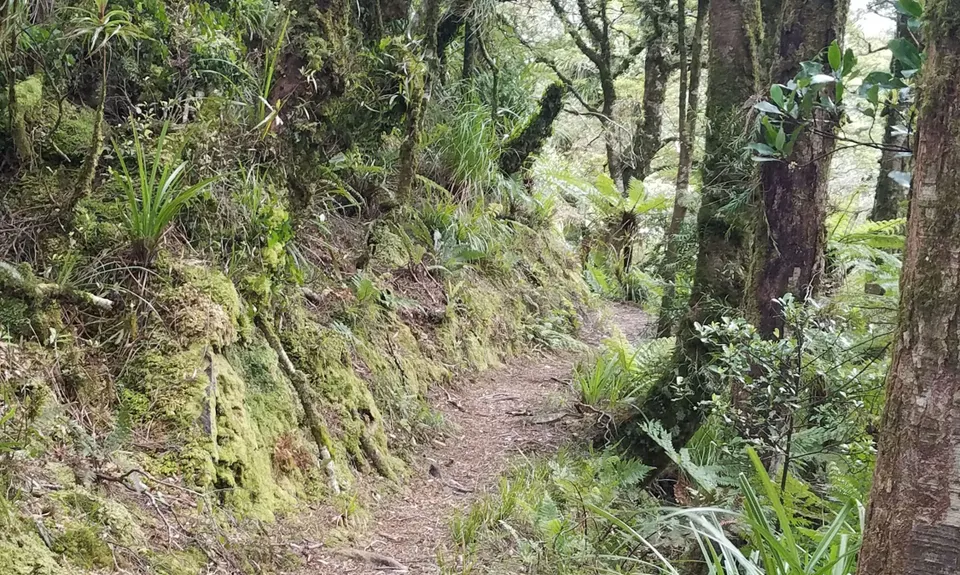 Pukekōhatu Pack Ponies, Waikato
