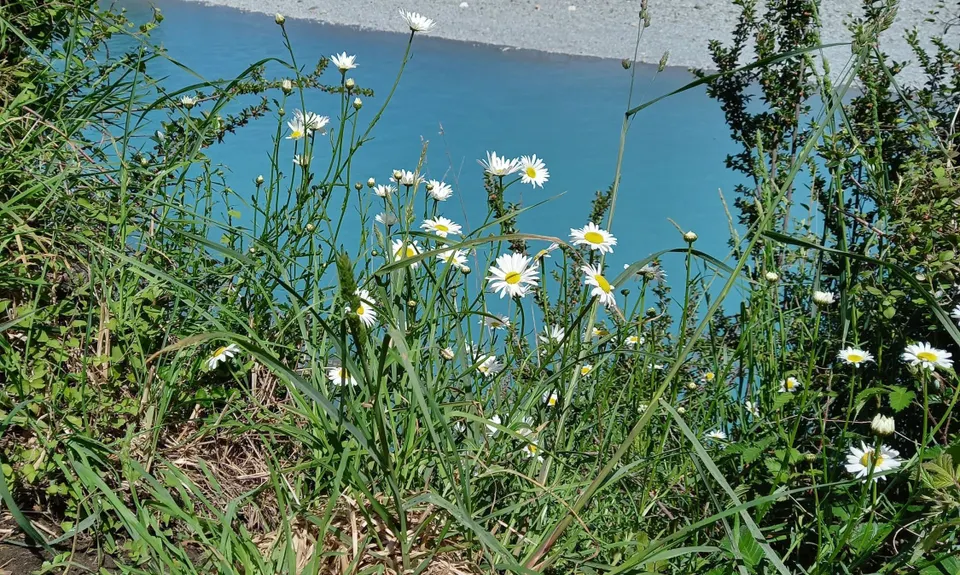 Rakaia Rush, Canterbury