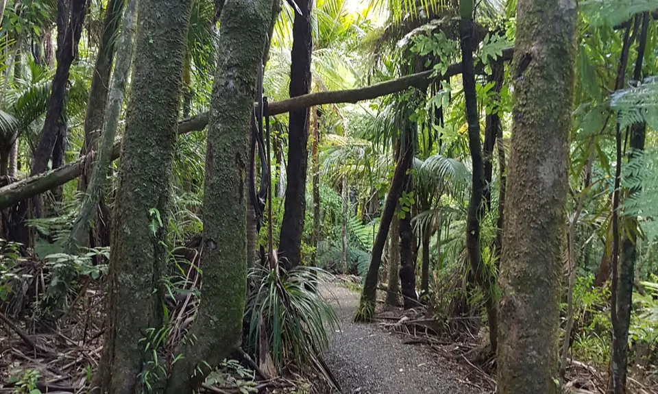 Te Rau-o-te-Huia Summit, Auckland