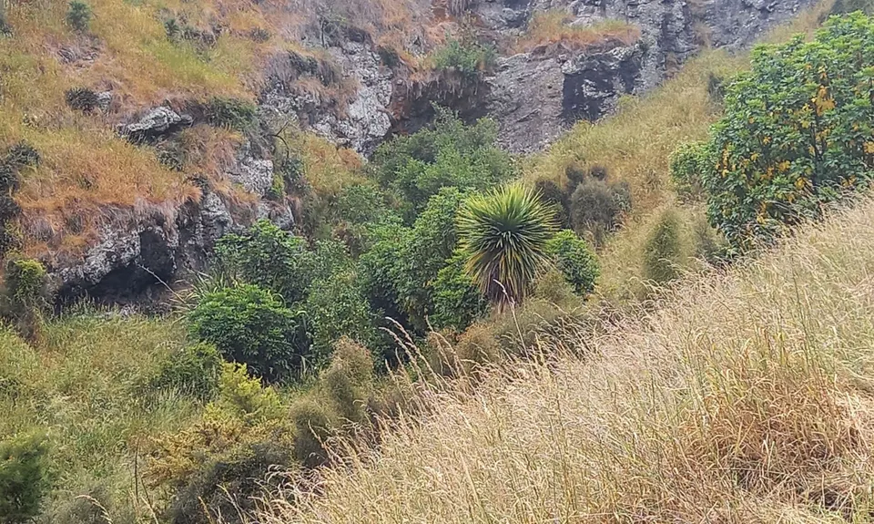 Lava Lite, Canterbury