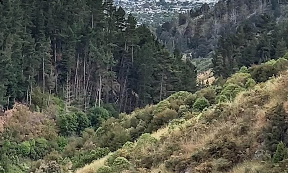 Lava Lite, Canterbury