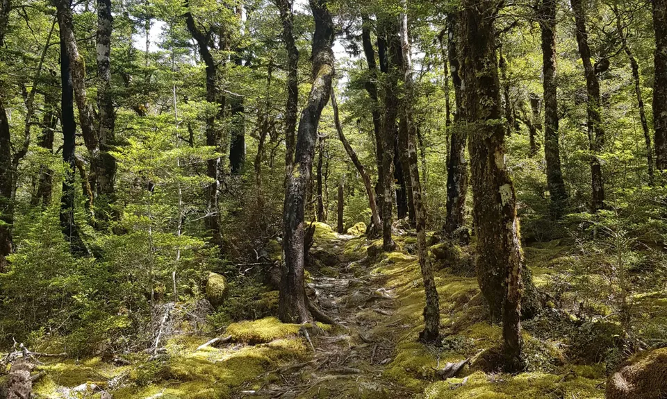 Ultra Tour du Nelson Lakes, Tasman