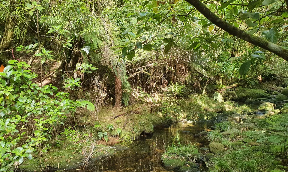 Henderson Tramline - Kaimai , Bay of Plenty