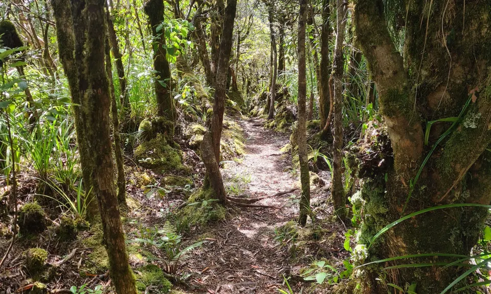 Te Aroha -Waiorongomai Loop, Waikato