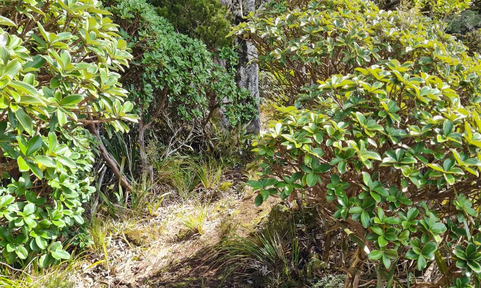 Tunupo, Longview, Toka Loop, Manawatu - Wanganui