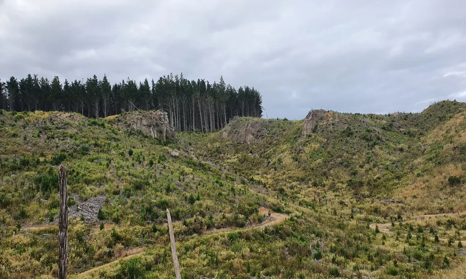 Tour of Cougar park, Waikato