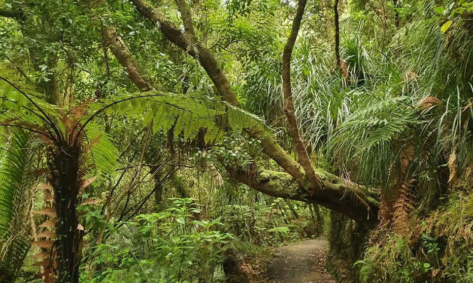 Hakarimata Traverse , Waikato