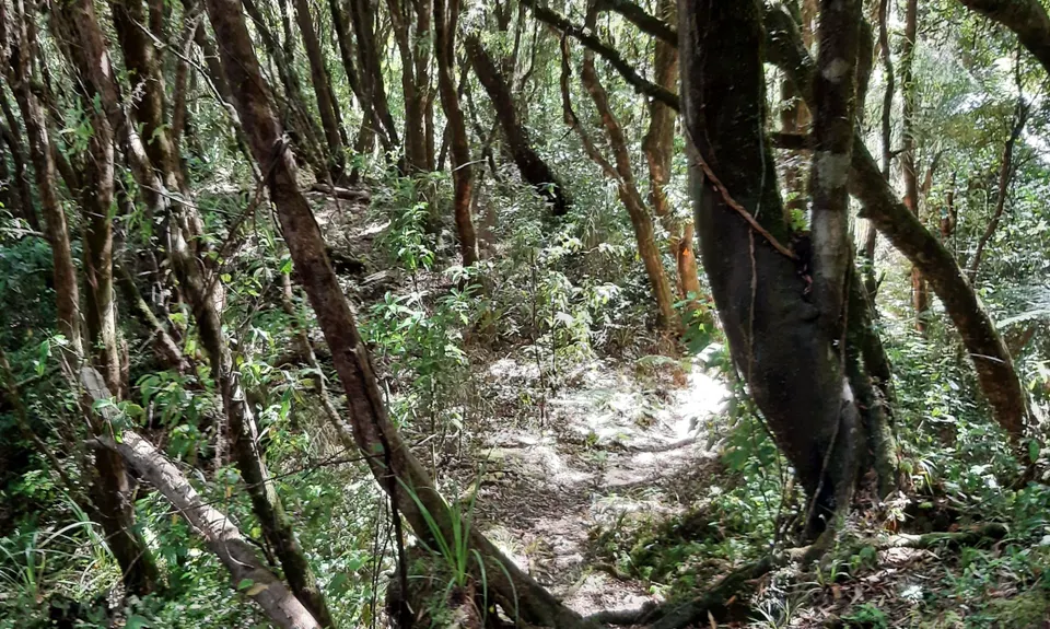 Woods Mill Track, Waikato