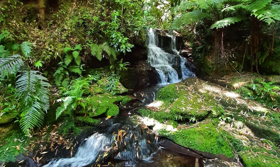 Woods Mill Track, Waikato