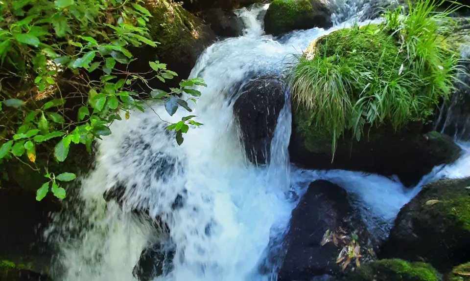 Woods Mill Track, Waikato