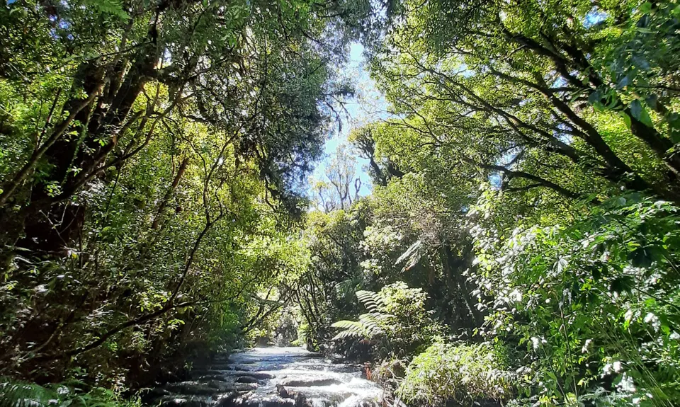 Woods Mill Track, Waikato