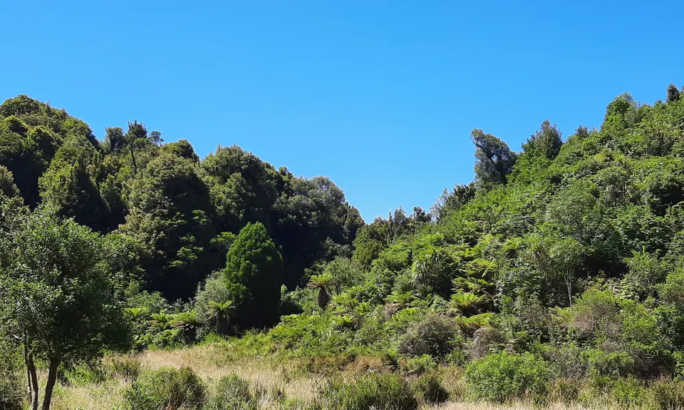 Woods Mill Track, Waikato