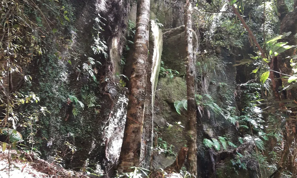 Mangorewa Loop Track , Bay of Plenty