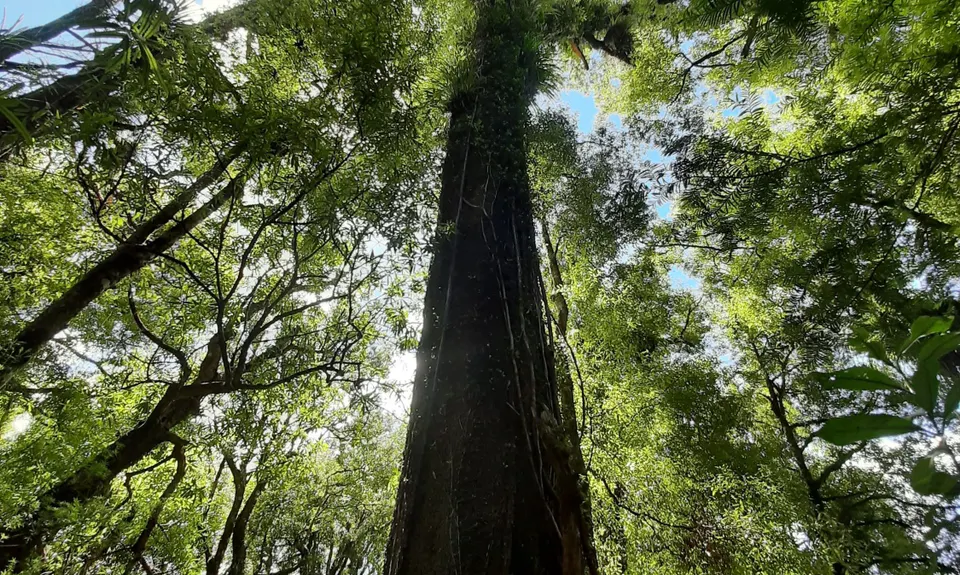 Mangorewa Loop Track , Bay of Plenty