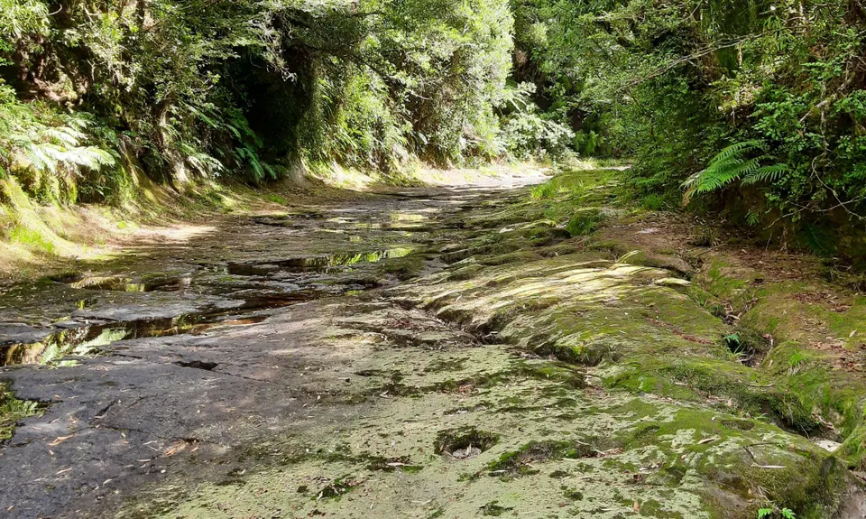 Mangorewa Loop Track , Bay of Plenty