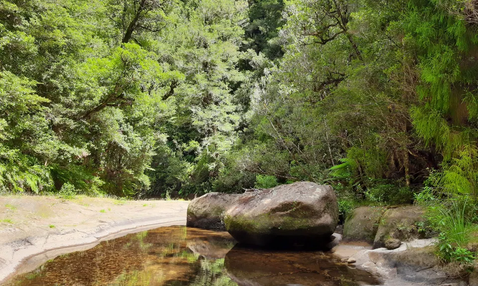 Mangorewa Loop Track , Bay of Plenty