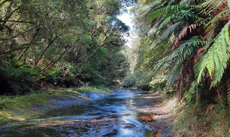 Mangorewa Loop Track , Bay of Plenty