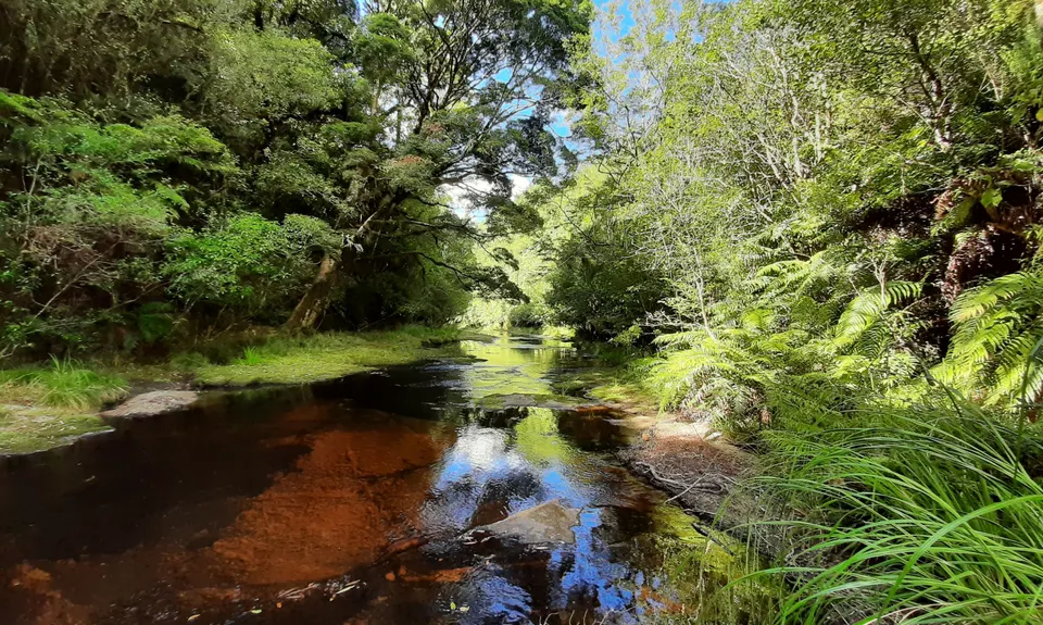 Mangorewa Loop Track , Bay of Plenty