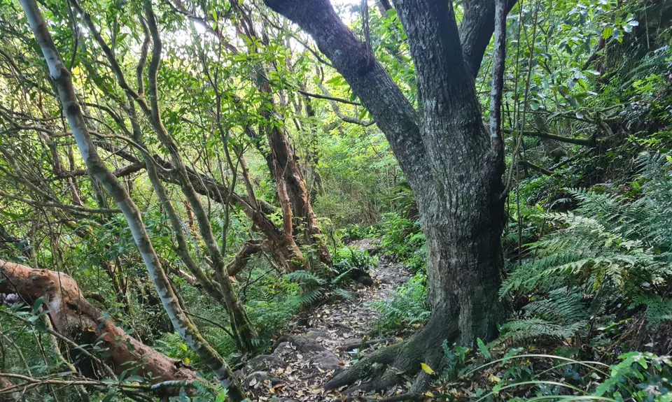 Living Springs Loop, Canterbury