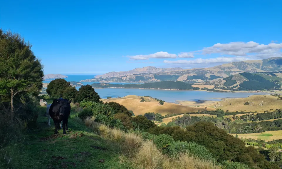 Living Springs Loop, Canterbury