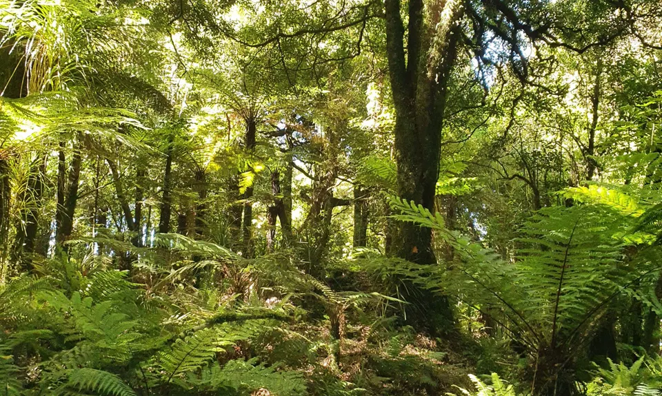 Kaimai South Side To Hurunui Hut, Waikato