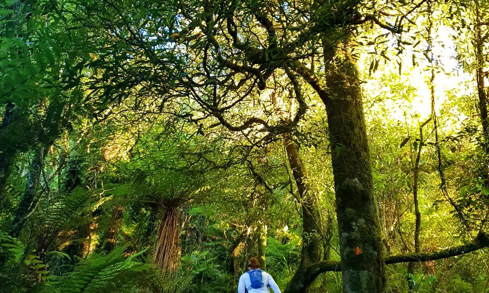 Kaimai South Side To Hurunui Hut, Waikato
