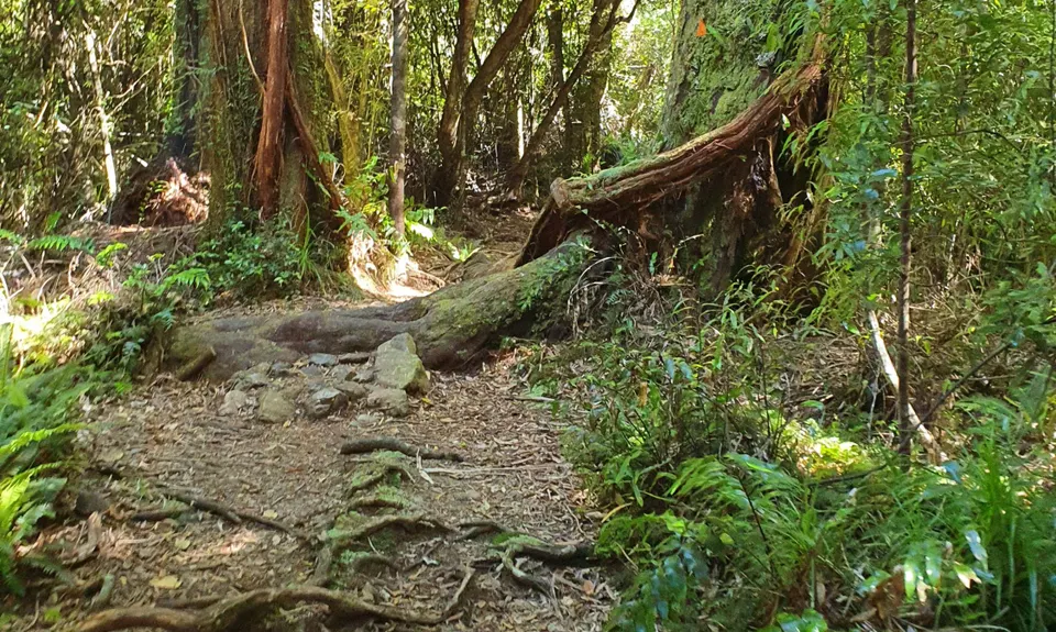 Rooty Rocky Waiohine , Wellington
