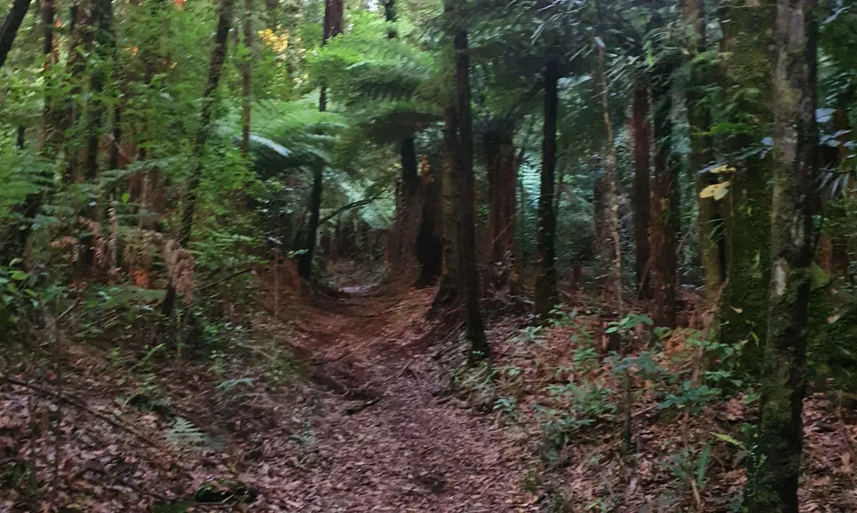 Pirongia Loop of Awesomeness, Waikato