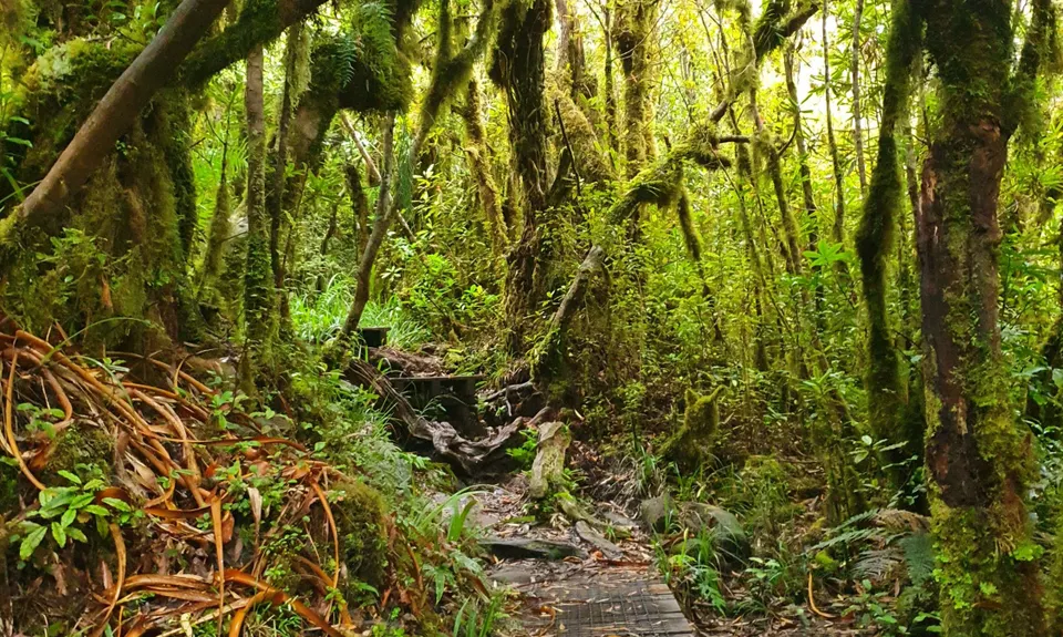 Pirongia Loop of Awesomeness, Waikato