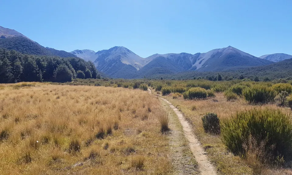 Dracophyllum / Camp Saddle Loop, Canterbury