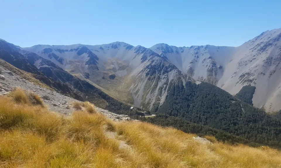 Dracophyllum / Camp Saddle Loop, Canterbury