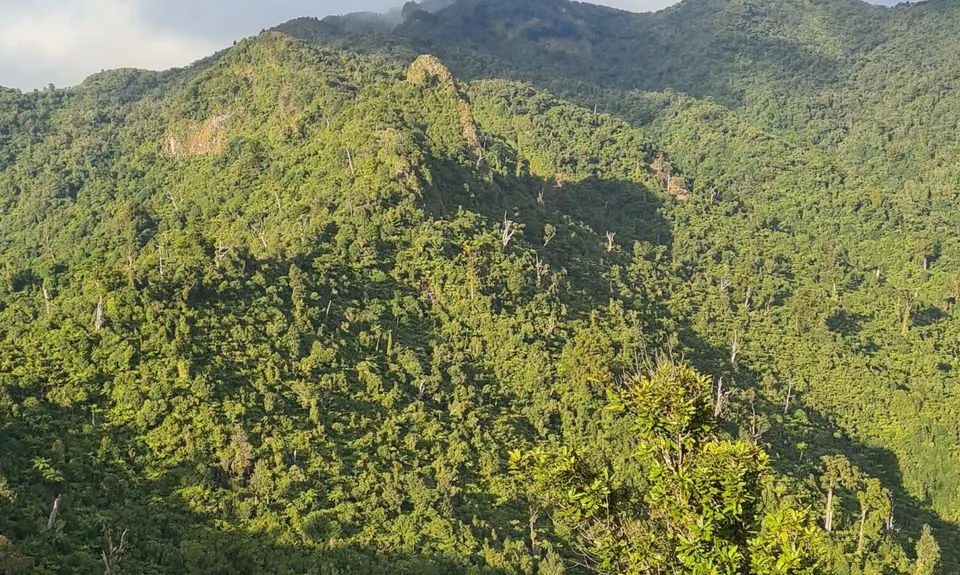Pirongia