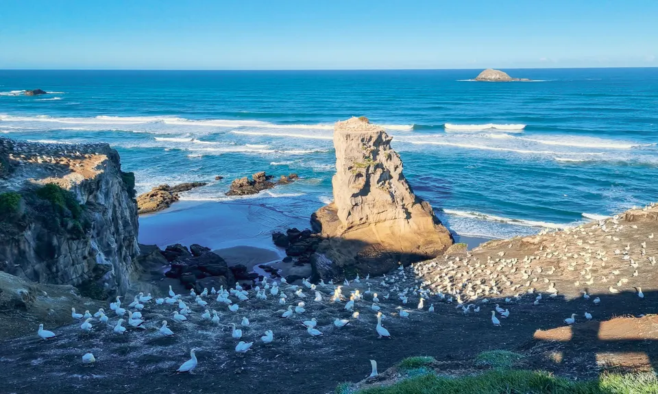 Muriwai Beach and Trail, Auckland