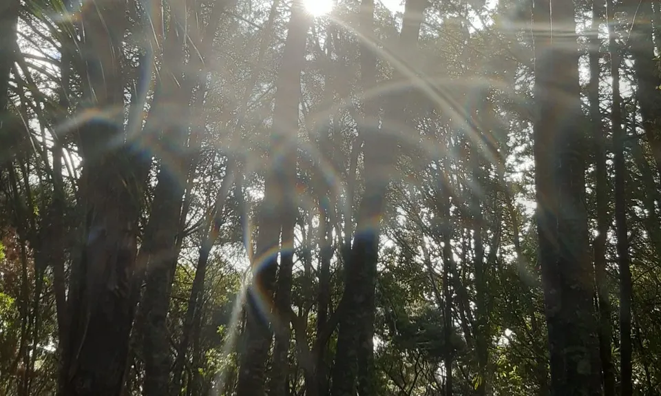 Northcote Trails, Auckland