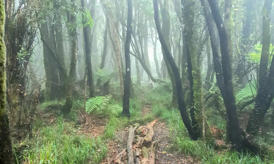 Tuatara Trail Run, West Coast