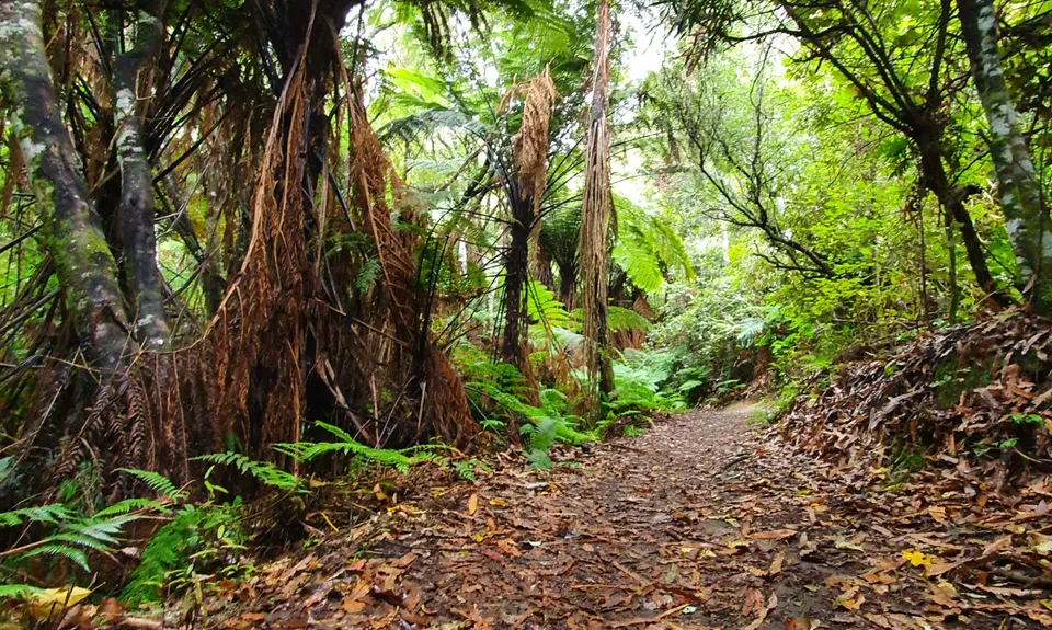 Great Lake Trail Loop, Waikato