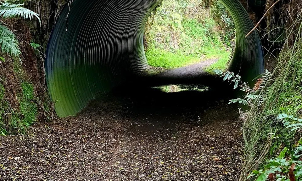 Great Lake Trail Loop, Waikato
