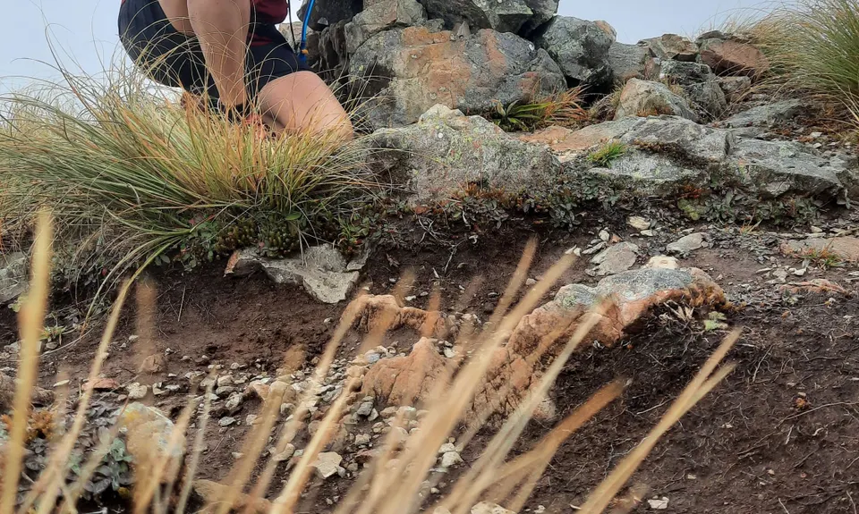 Mt Guy, Canterbury
