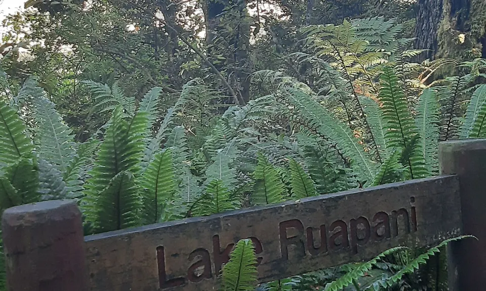 Waikareiti/Ruapani Circuit, Hawkes Bay
