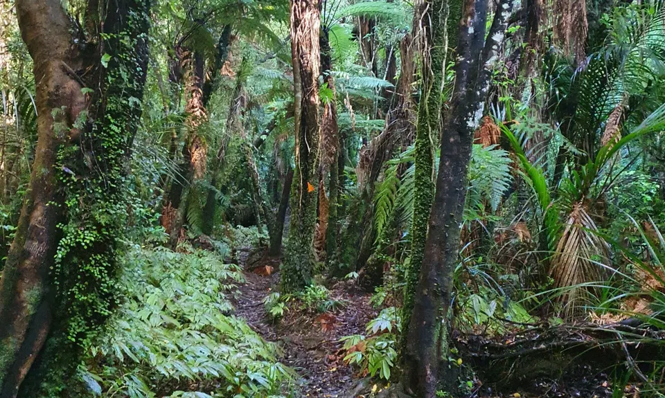Bell Blast, Waikato