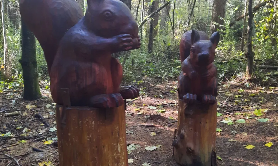 Hanmer Old Forest Loop, Canterbury
